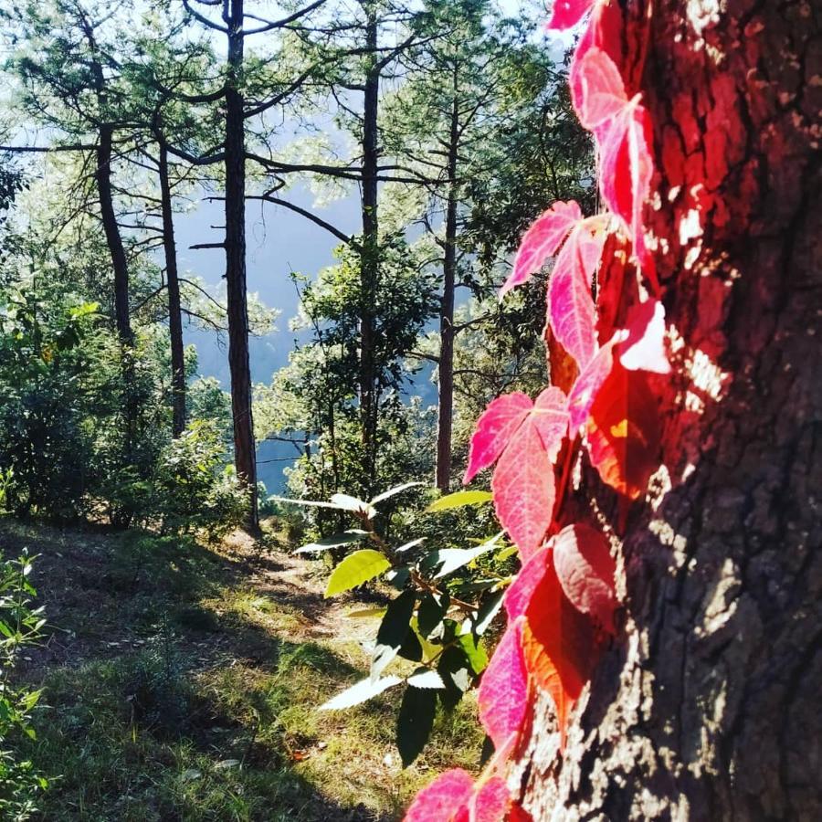 Shimla Pines Homestay Buitenkant foto