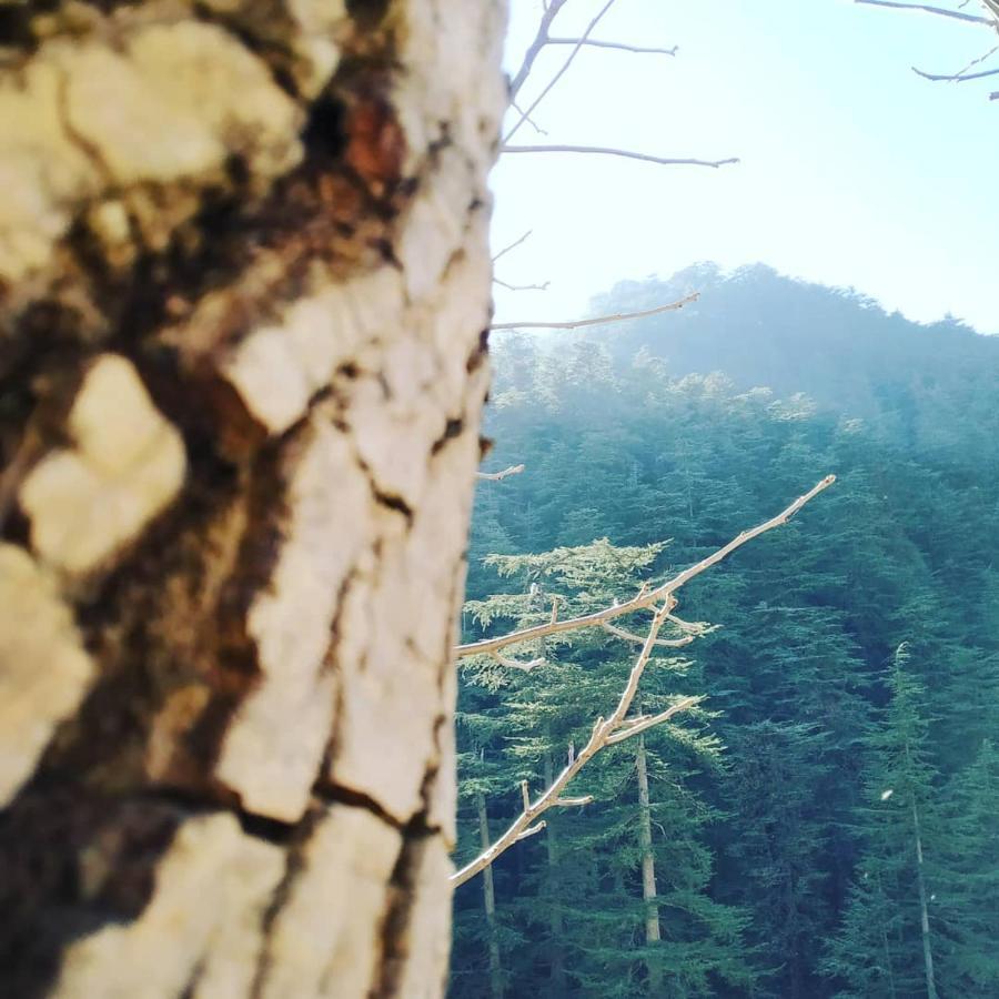 Shimla Pines Homestay Buitenkant foto